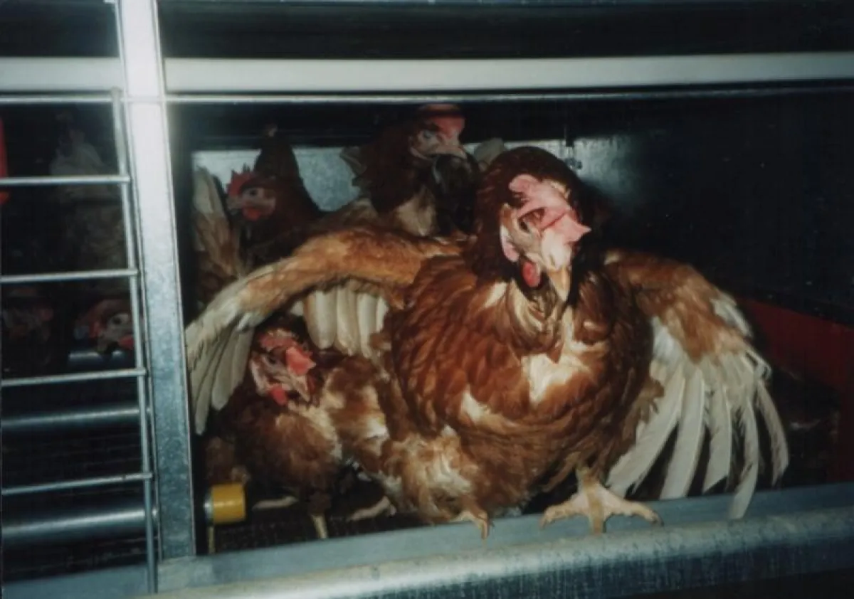 Legehennen wissen was sie wollen: Nichts wie raus aus dem Käfig! Foto: AGfaN