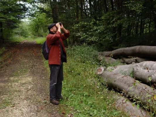 Bild: Nachhaltig bewirtschaftete Wälder: Komplexe Ökosysteme mit vielfältigen Funktionen