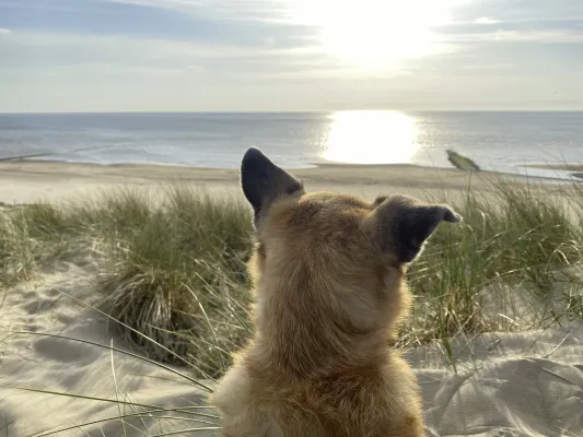 Bild: Nordseeurlaub mit Hund an der ostfriesischen Nordseeküste und auf den Inseln – ein ausführlicher Leitfaden