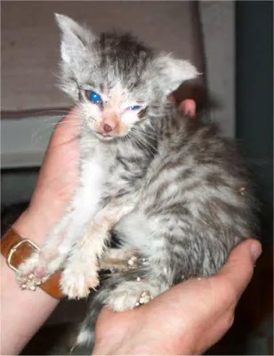 Bild: Kennzeichnungsverordnung für Katzen in Deutschland