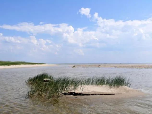 Bild: Stiftung Schutzstation Wattenmeer gegründet