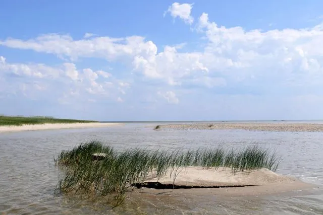 Stiftung Schutzstation Wattenmeer gegründet Bild: Stiftung Schutzstation Wattenmeer gegründet