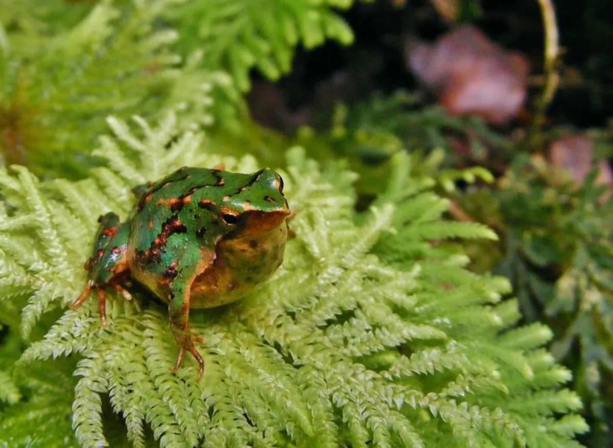 Darwin's frog is likely to be wiped-out by amphibian fungus. ()