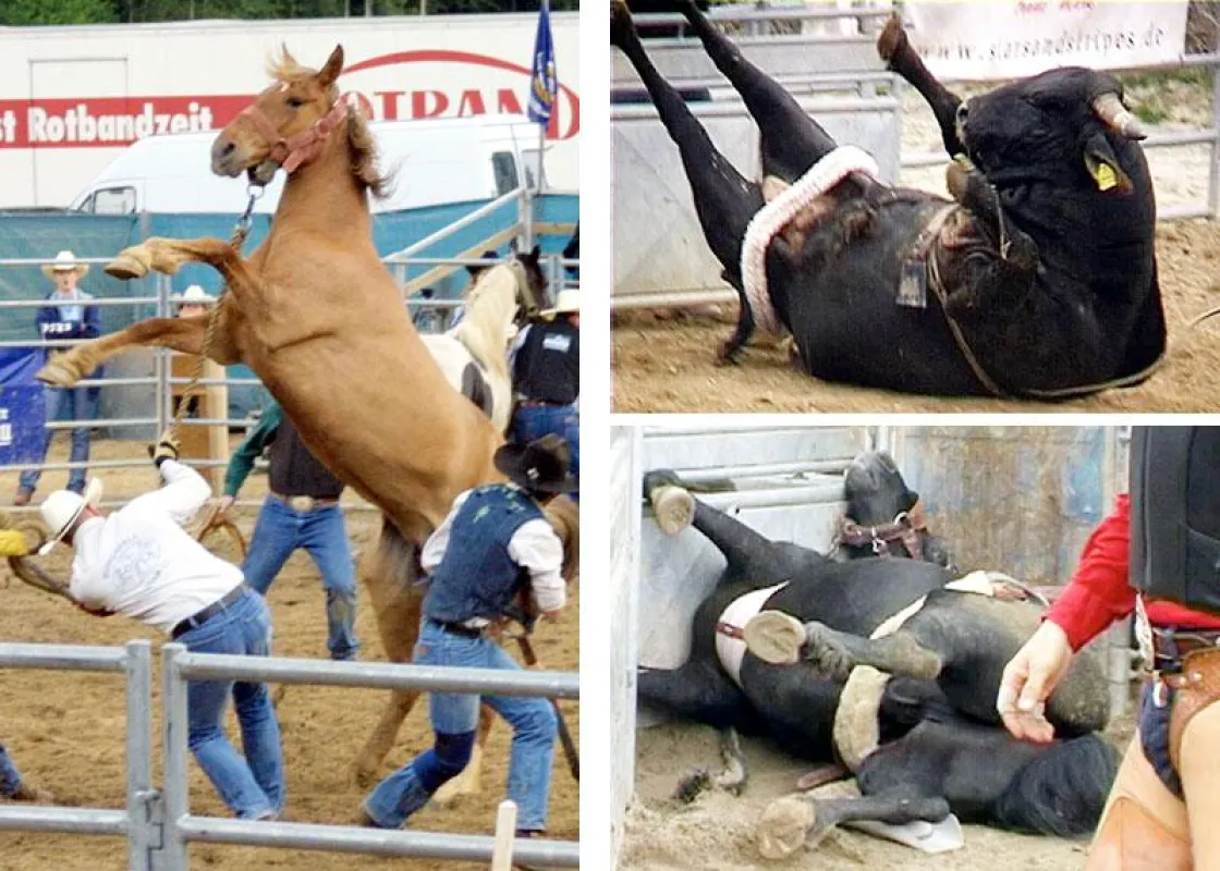 Aufnahmen von Rodeo in Deutschland. Quelle: IAC