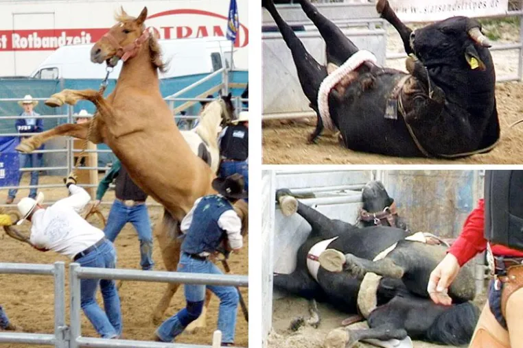 Bild: Western-Show ohne Tiermissbrauch gefordert