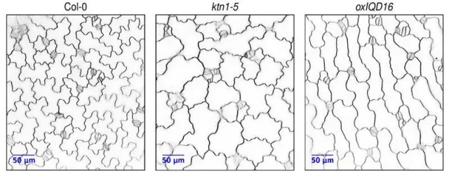 Gauging the Elusive Bild: Gauging the Elusive