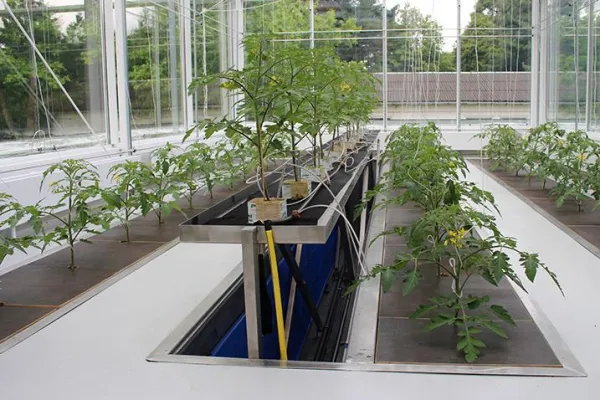 Bild: Flächentemperierung mit Kapillarrohrmatten im Großphytotron Großbeeren