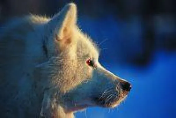 Schwedisch-Lappland - Wo Wintermärchen wahr werden Bild: Schwedisch-Lappland - Wo Wintermärchen wahr werden