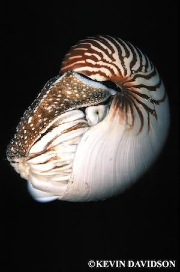 Faszinierender Tauchgang: Nautilus-Dive © Sam's Tours/Kevin Davidson