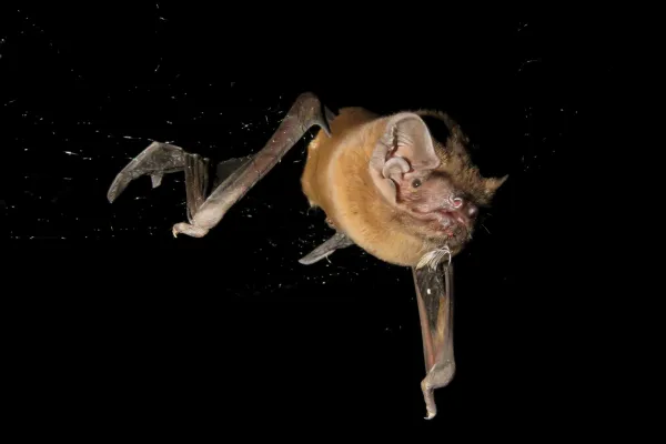 Bild: Auf frischer Tat ertappt: Europas größte Fledermaus jagt und verzehrt Singvögel in der Luft