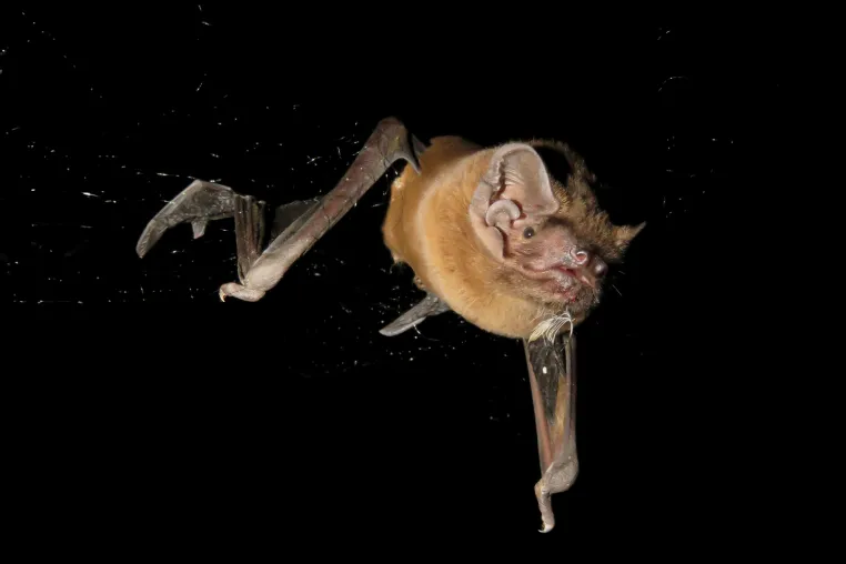 Bild: Auf frischer Tat ertappt: Europas größte Fledermaus jagt und verzehrt Singvögel in der Luft