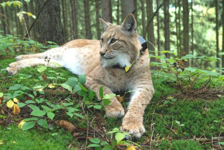 Bild: Ein Jahr luchserleben.de: Nationalpark Bayerischer Wald überarbeitet die Website zum Luchsforschungsprojekt