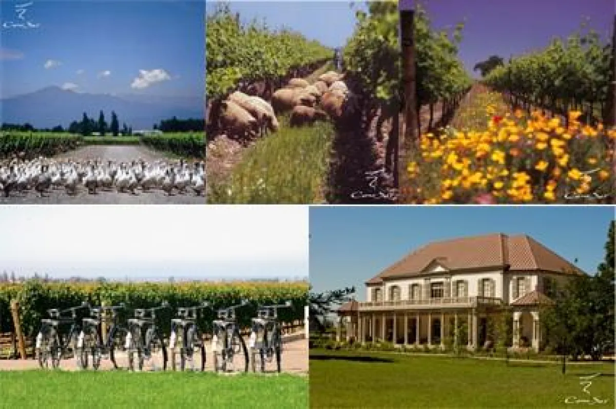 Das Weingut Cono Sur, Colchagua/Chile (Fotonachweis: Cono Sur/Weinwelt ? Mack & Schühle AG)