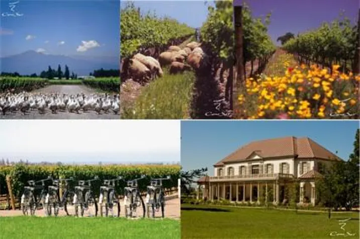 Bild: Chilenisches Weingut Cono Sur als “nachhaltig“ ausgezeichnet