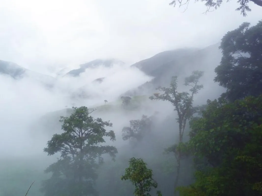 Der Bergregenwald im Tal des Rio San Francisco in den Ostanden Süd-Ecuadors (Foto: Jörg Bendix)