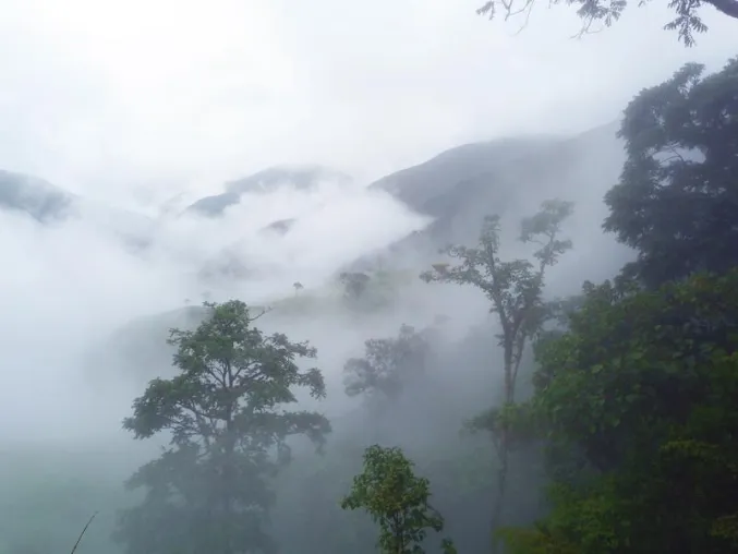 Klimawandel und Ökosystemfunktionen im Bergregenwald Bild: Klimawandel und Ökosystemfunktionen im Bergregenwald