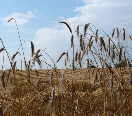 Täglich aktuell - Informationen aus Agrar, Umwelt und Energie bei Proplanta Bild: Täglich aktuell - Informationen aus Agrar, Umwelt und Energie bei Proplanta