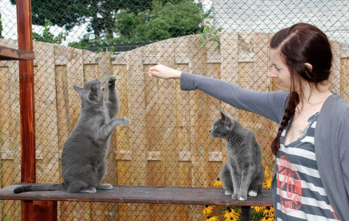 Katzenbetreuung in und um Dortmund