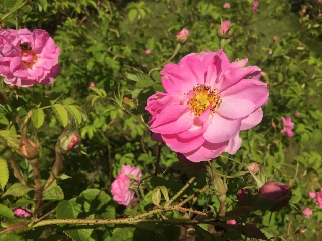 Bild: Aufblühen wie die Blüten der Rose