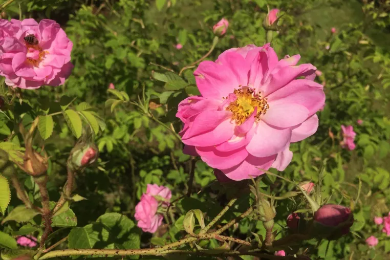 Bild: Aufblühen wie die Blüten der Rose