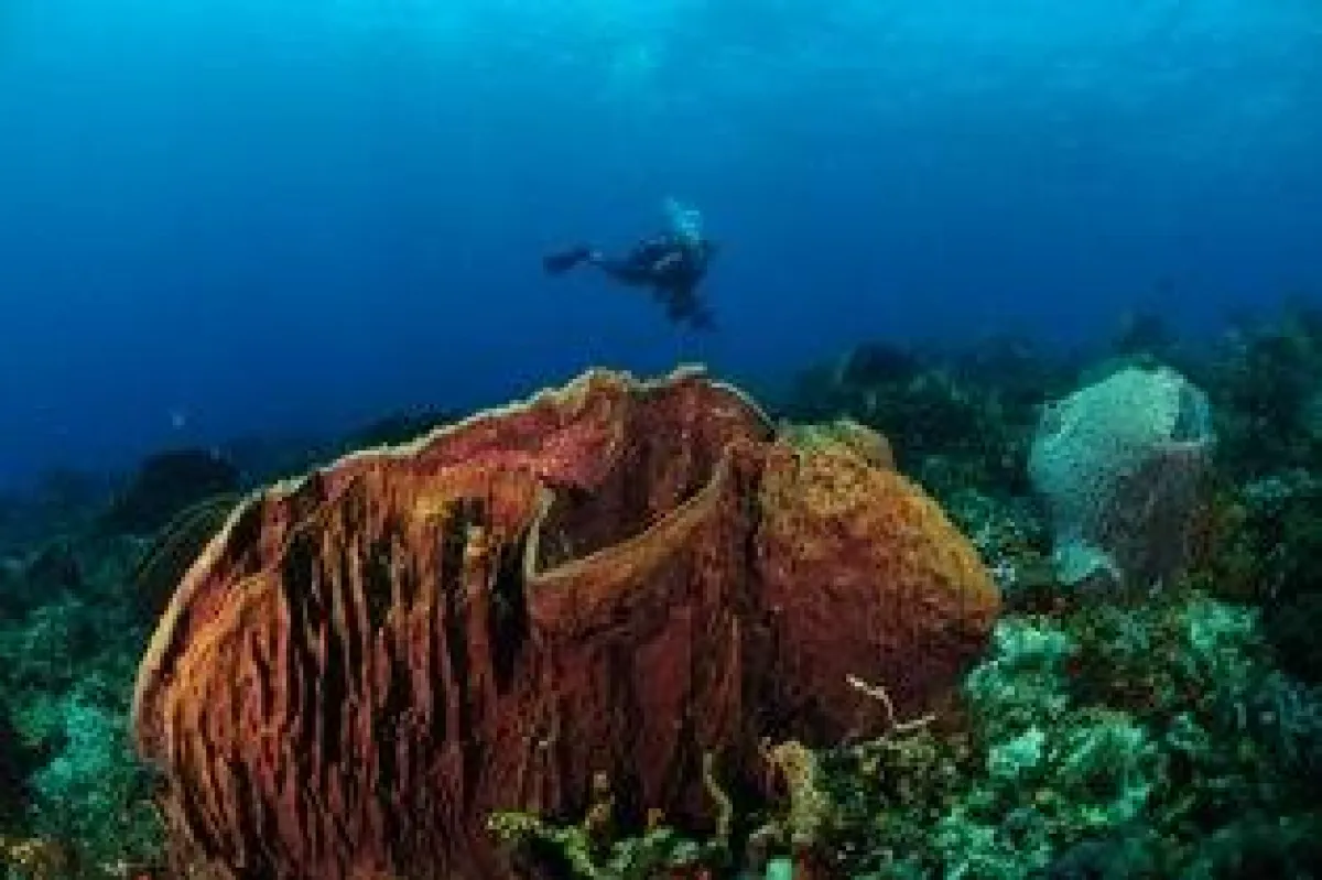 Tobago unter Wasser