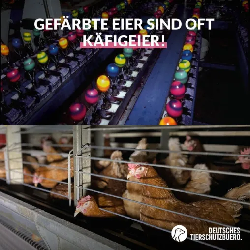Deutsches Tierschutzbüro deckt auf: Gefärbte Ostereier kommen auch aus Käfighaltungsbetrieben Bild: Deutsches Tierschutzbüro deckt auf: Gefärbte Ostereier kommen auch aus Käfighaltungsbetrieben