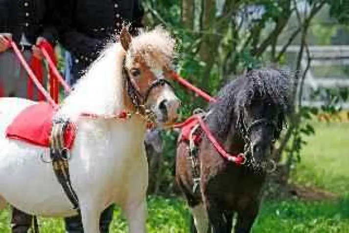 Bild: Kampf dem Winterspeck für Ross und Reiter