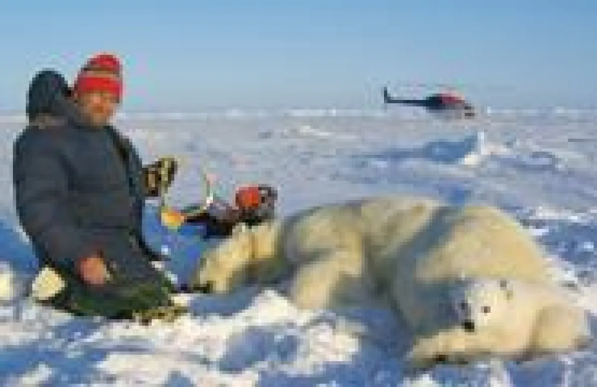Ausstattung der Eisbären mit Peilsendern