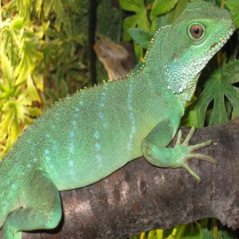 Bild: Terrarien-Tiere.de jetzt mit neuem Online-Shop