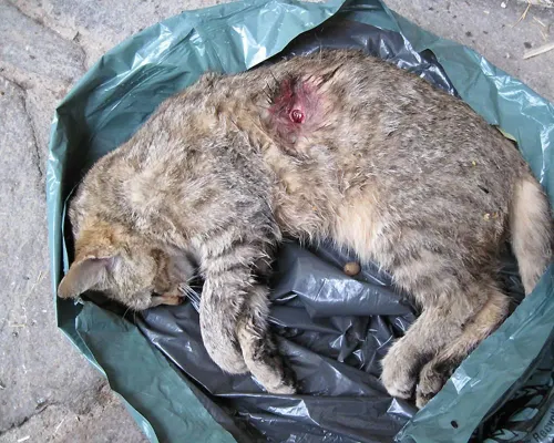 Bild: Mit rechtlichen Mitteln gegen die Jagd - Initiatoren benötigen finanzielle Unterstützung