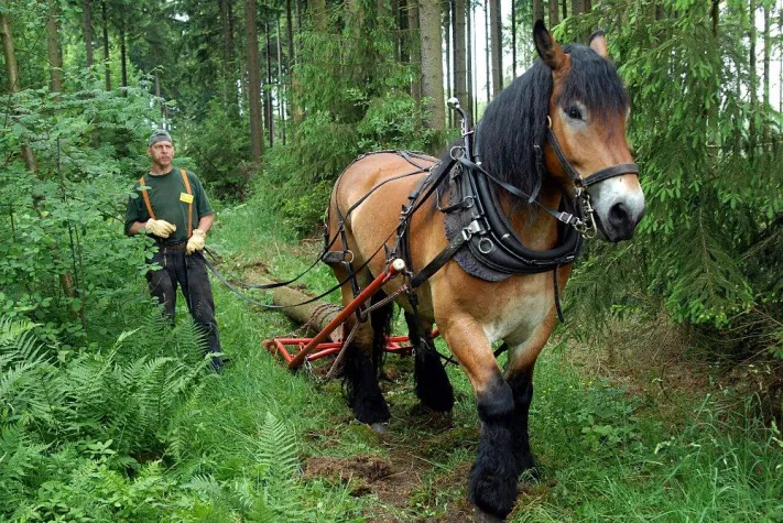 Bild: 1. Deutsche Meisterschaften der Pferderücker auf der KWF-Tagung 2012 in Bopfingen