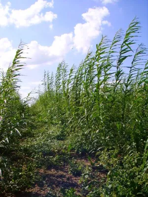 Bild: Wachstumsschub bei den Turboweiden - In Gschwandt will man 18.000 Liter Heizölersatz von 1 Hektar Acker ernten