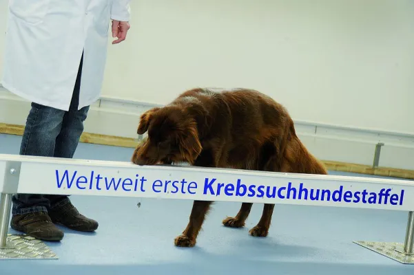 Bild: Unsere Hunde riechen Krebs - AnimalCancerTest: Krebsvorsorge & Krebsnachsorge für Tiere