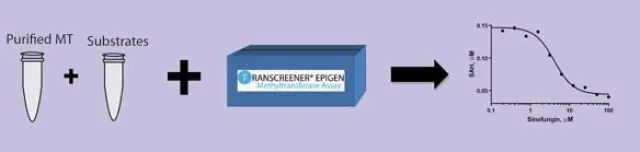 Bild: MoBiTec präsentiert BellBrook Labs neue Drug Development Produktfamilie-TRANSZYME Methyltransferase Assay Kits