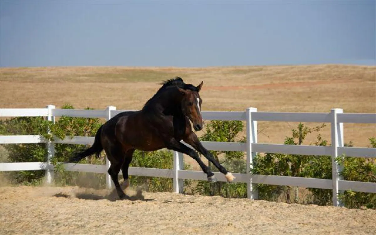 Weingut Herdade dos Grous
