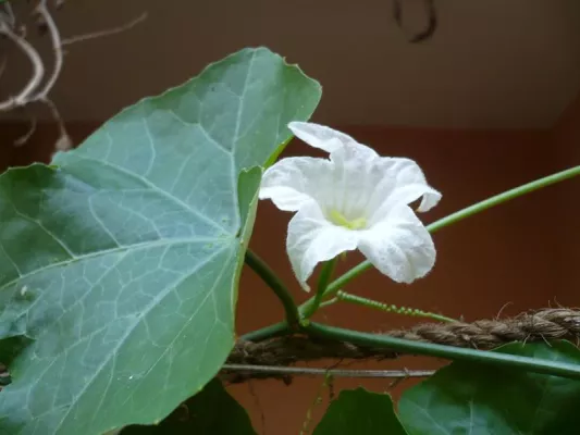 Bild: Indische Pflanze "Coccinia indica" senkt Blutzuckerspiegel bei Diabetes mellitus auf natürliche Weise