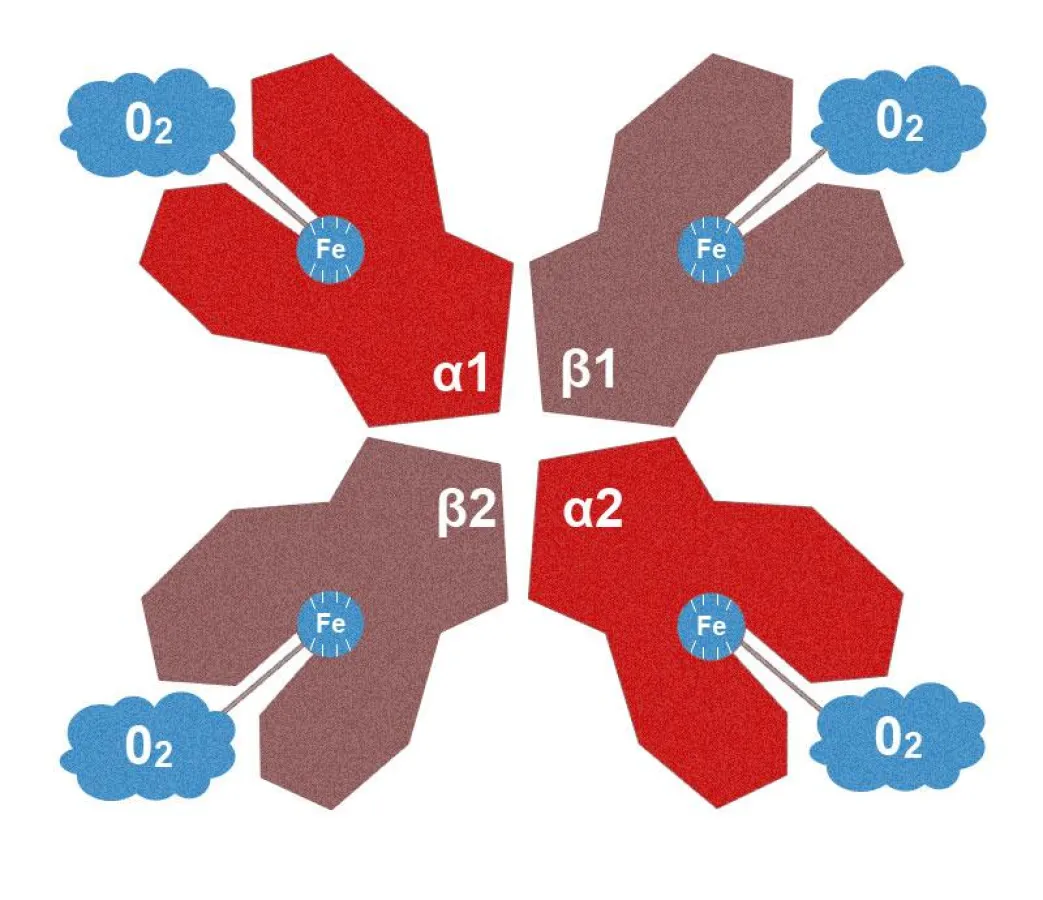 Hämoglobin-Molekül
