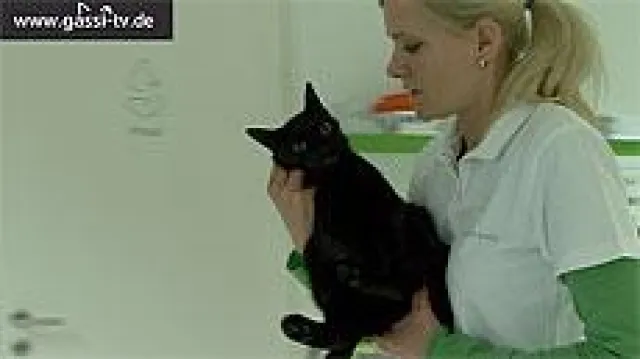 Blasensteine bei Hauskatzen Bild: Blasensteine bei Hauskatzen