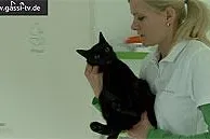 Bild: Blasensteine bei Hauskatzen