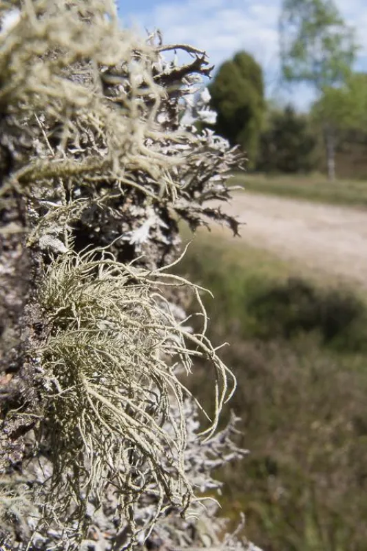 Bartflechte in der Lüneburger Heide