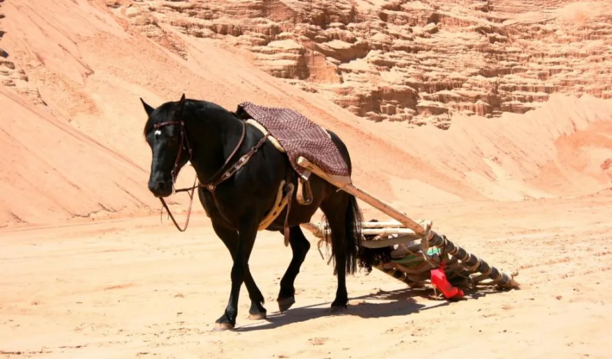Filmpferd Rico in fränkischer Westernkulisse