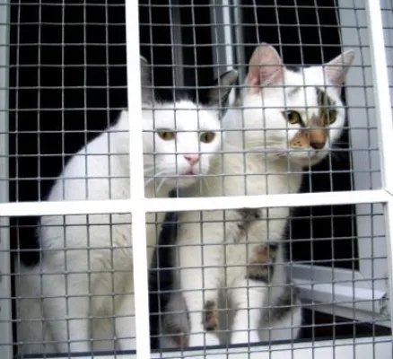 Bild: Hilfe für den Ernstfall - die Tierversicherung zahlt wenn es passiert ist