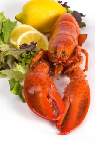 Bild: Hummer-Essen für Einsteiger