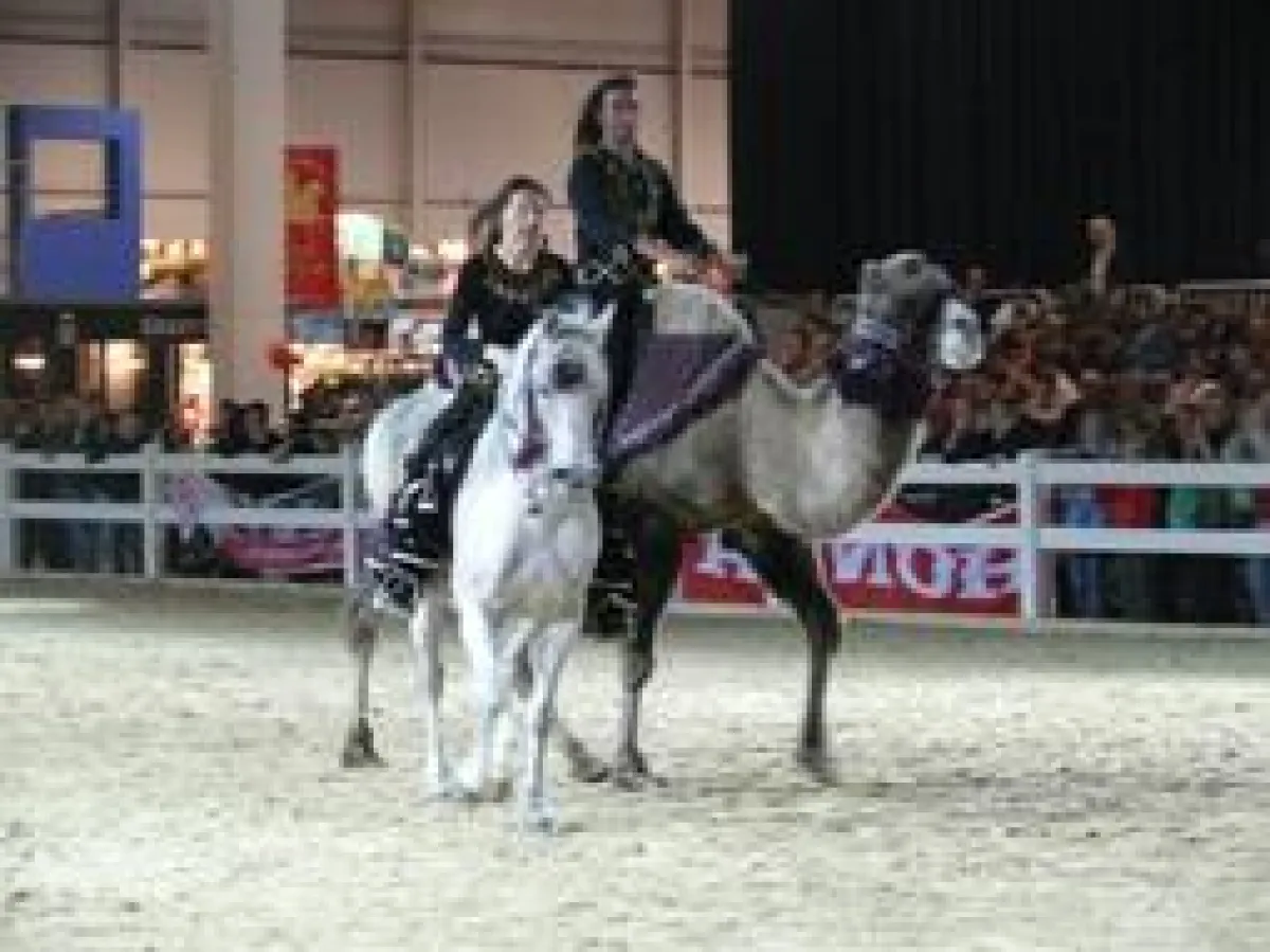 ungewöhnliches Pas de deux: Vollblutaraber und Kamel in perfekter Harmonie