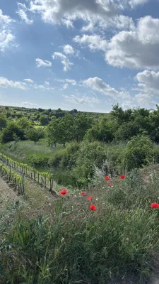 Bild: Biodiversität im Weinberg