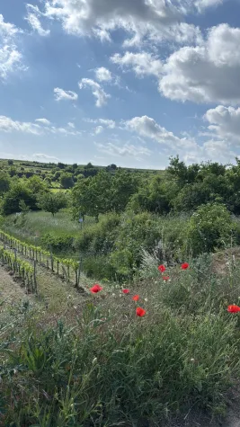 Bild: Biodiversität im Weinberg