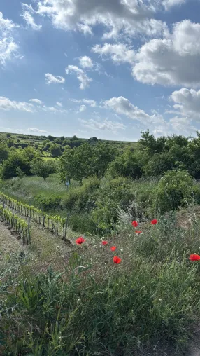 Bild: Biodiversität im Weinberg