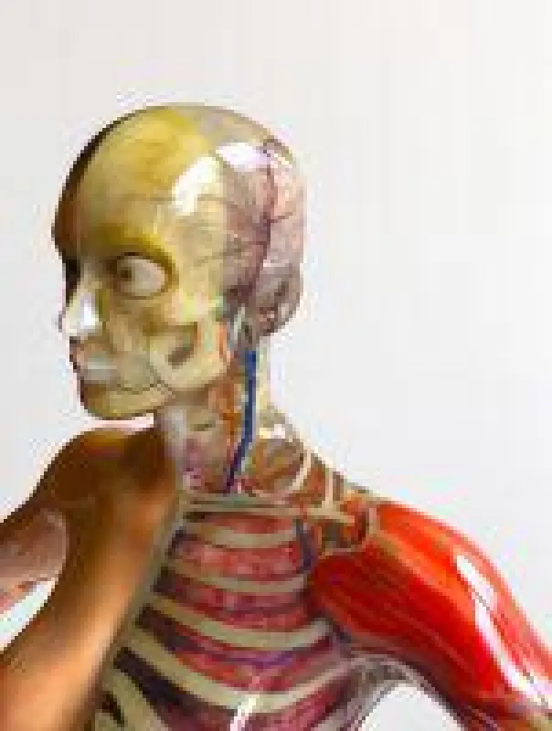 Realistische 3D-Modelle durch Transluzenz und Transparenz. Copyright: Fraunhofer IGD
