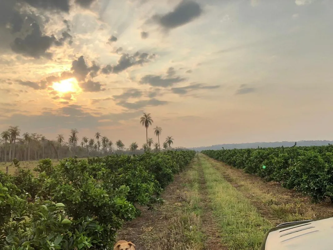 Die Orangenplantage La Colmena in Paraguay