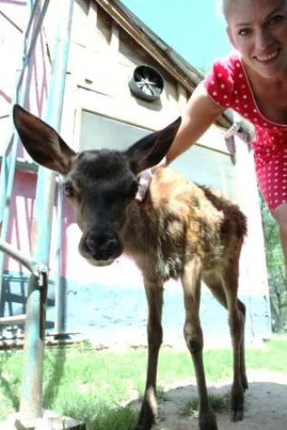 Bild: 51. Tier: Rehkitz zum Anfassen